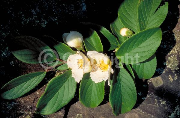 White blooms; Deciduous; Broadleaf; North American Native