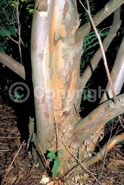 White blooms; Deciduous; Broadleaf; North American Native