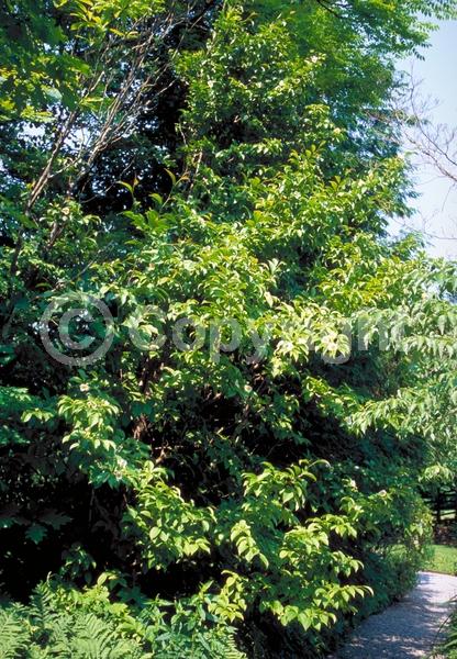 White blooms; Deciduous; Broadleaf; North American Native