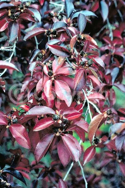 White blooms; Deciduous; Broadleaf; North American Native