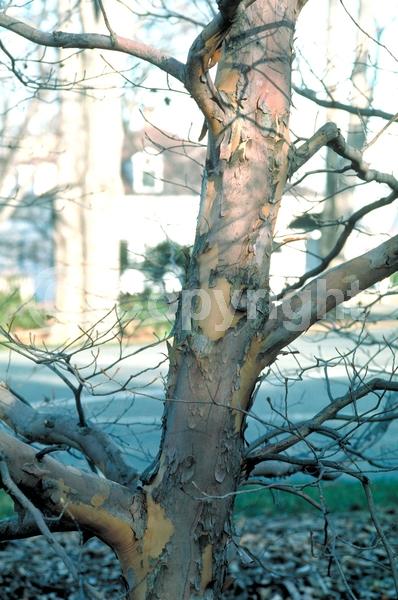 White blooms; Deciduous; Broadleaf