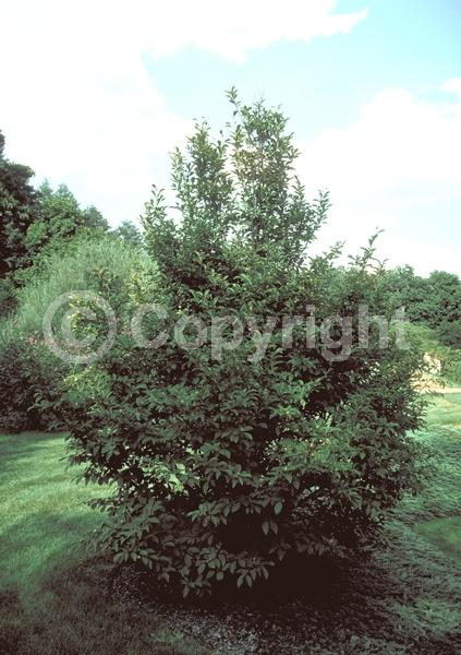 White blooms; Deciduous; Broadleaf