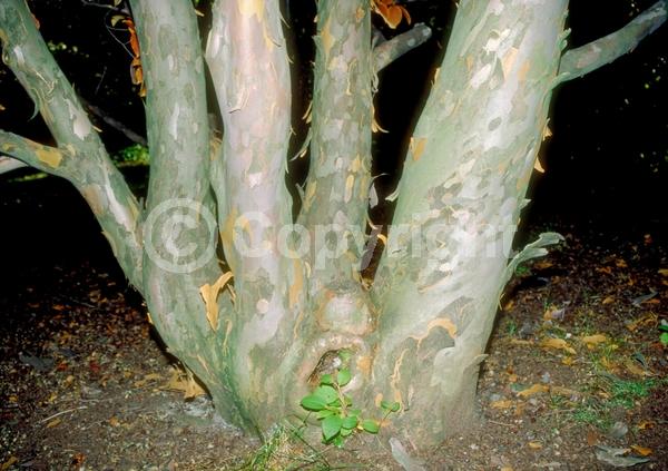 White blooms; Deciduous; Broadleaf
