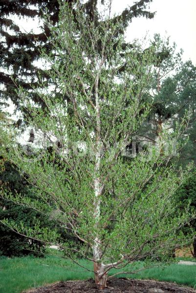 White blooms; Deciduous; Broadleaf