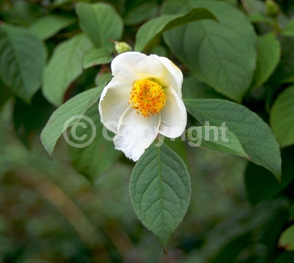 White blooms; Deciduous; Broadleaf