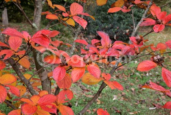 White blooms; Deciduous; Broadleaf