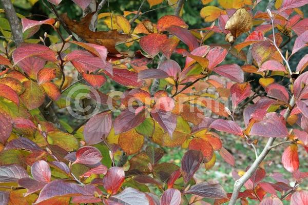 White blooms; Deciduous; Broadleaf