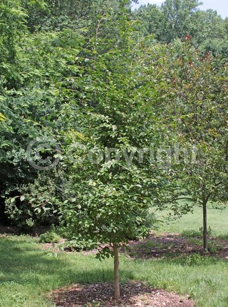 White blooms; Deciduous; Broadleaf