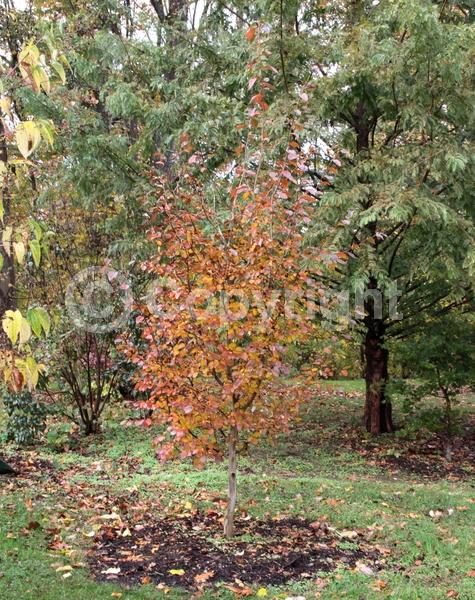 White blooms; Deciduous; Broadleaf