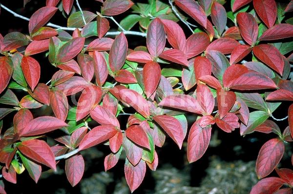 White blooms; Deciduous; Broadleaf