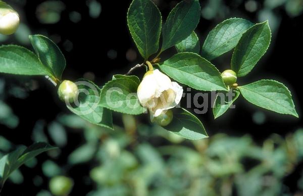 White blooms; Deciduous; Broadleaf