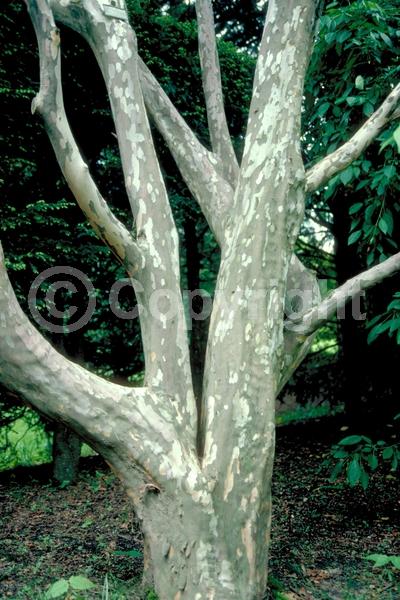 White blooms; Deciduous; Broadleaf
