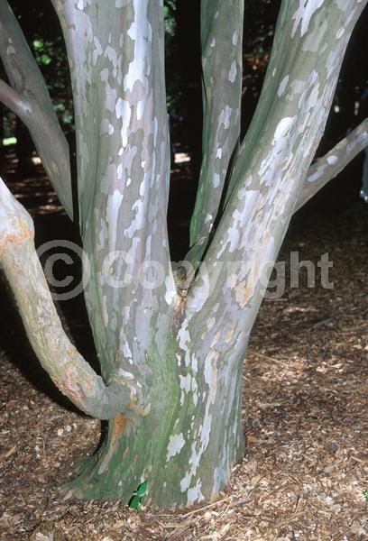 White blooms; Deciduous; Broadleaf