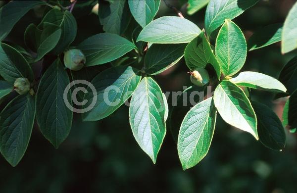 White blooms; Deciduous; Broadleaf