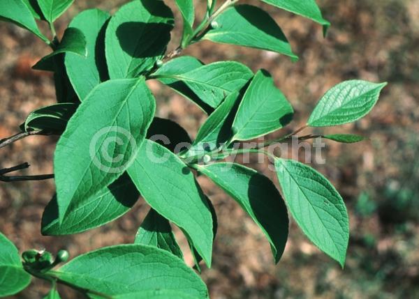 White blooms; Deciduous; Broadleaf