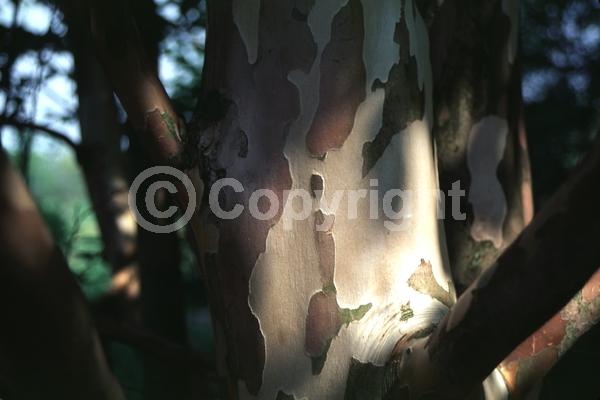 White blooms; Deciduous; Broadleaf