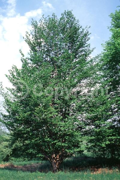 White blooms; Deciduous; Broadleaf