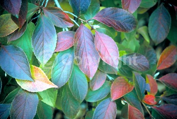 White blooms; Deciduous; Broadleaf