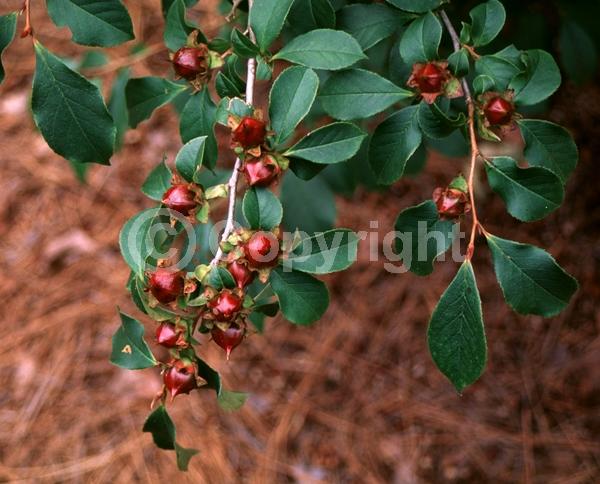 White blooms; Deciduous; Broadleaf