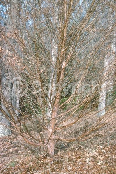 White blooms; Deciduous; Broadleaf