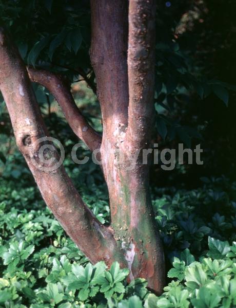 White blooms; Deciduous; Broadleaf