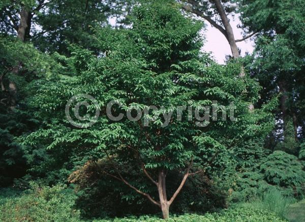 White blooms; Deciduous; Broadleaf