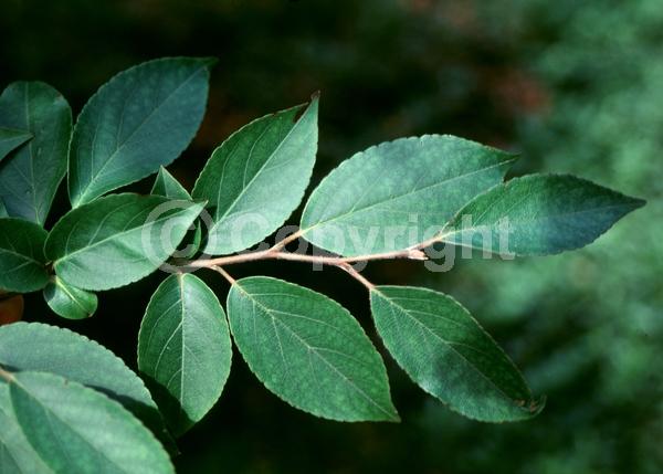 White blooms; Deciduous; Broadleaf