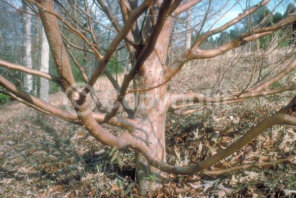 White blooms; Deciduous; Broadleaf