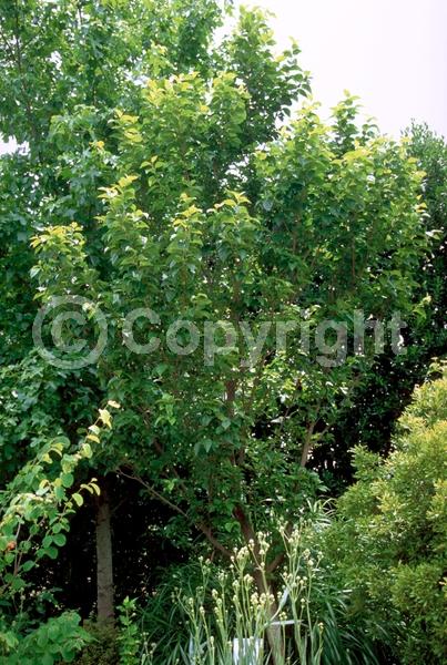 White blooms; Deciduous; Broadleaf