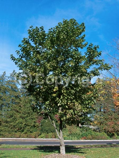 White blooms; Deciduous; Broadleaf