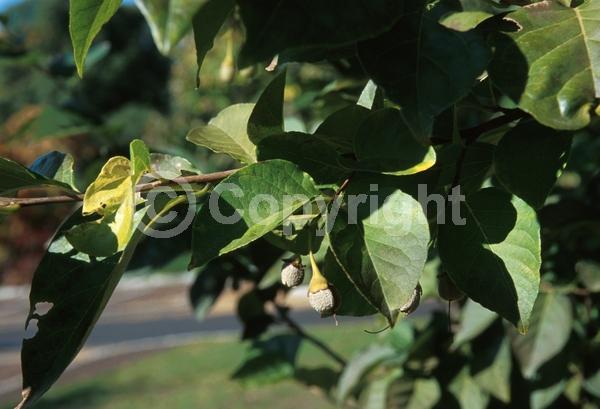 White blooms; Deciduous; Broadleaf