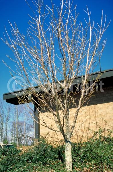 White blooms; Deciduous; Broadleaf
