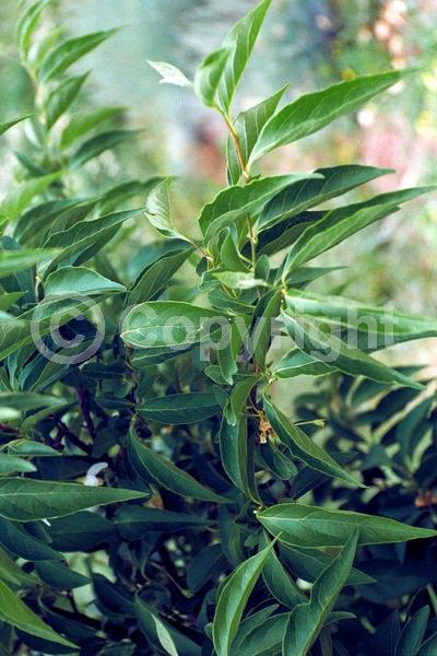 White blooms; Deciduous; Broadleaf