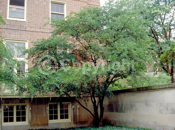White blooms; Deciduous; Broadleaf