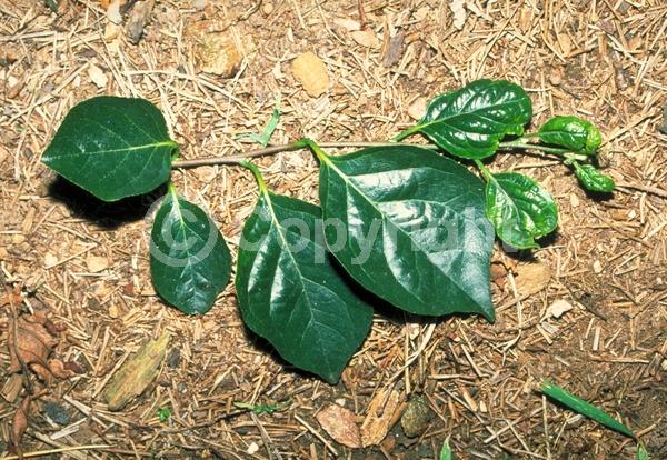 White blooms; Deciduous; Broadleaf