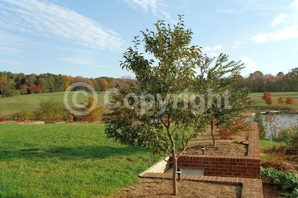 White blooms; Deciduous; Broadleaf