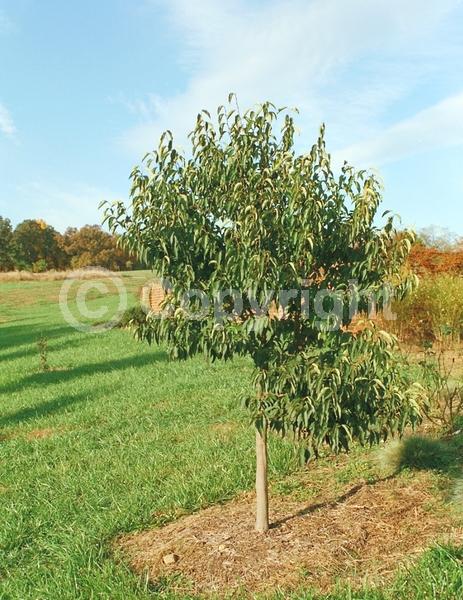 White blooms; Deciduous; Broadleaf
