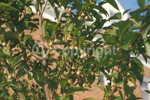 White blooms; Deciduous; Broadleaf