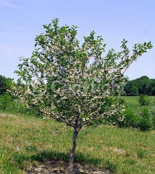 White blooms; Deciduous; Broadleaf