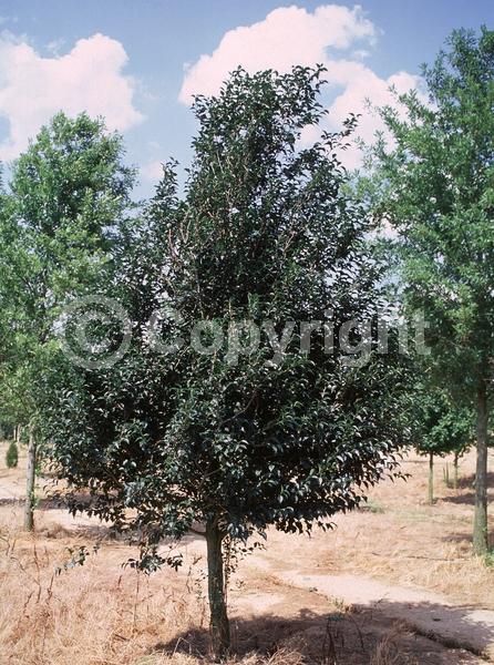 White blooms; Deciduous; Broadleaf