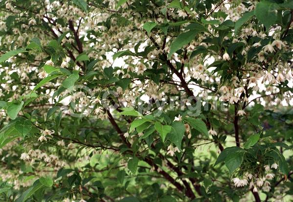 White blooms; Deciduous; Broadleaf