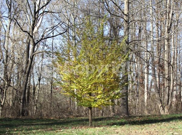 White blooms; Deciduous; Broadleaf