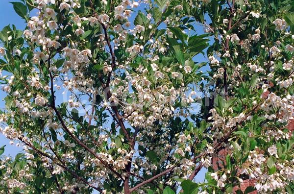 White blooms; Deciduous; Broadleaf