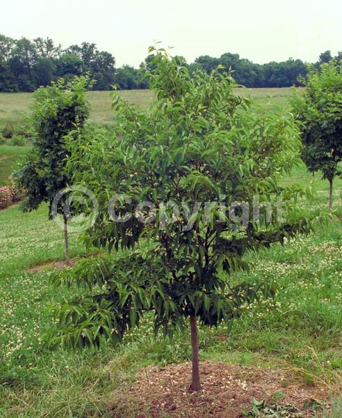 White blooms; Deciduous; Broadleaf