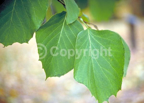White blooms; Deciduous; Broadleaf