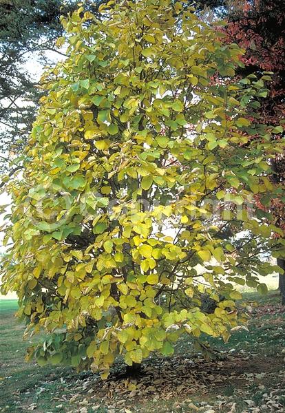 White blooms; Deciduous; Broadleaf