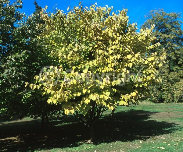 White blooms; Deciduous; Broadleaf
