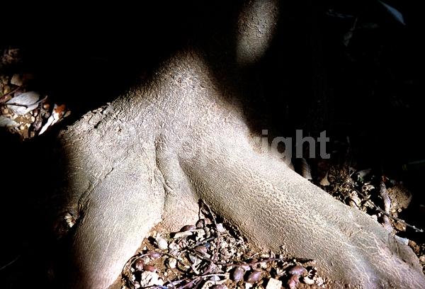 White blooms; Deciduous; Broadleaf