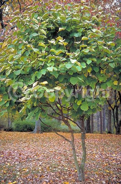 White blooms; Deciduous; Broadleaf