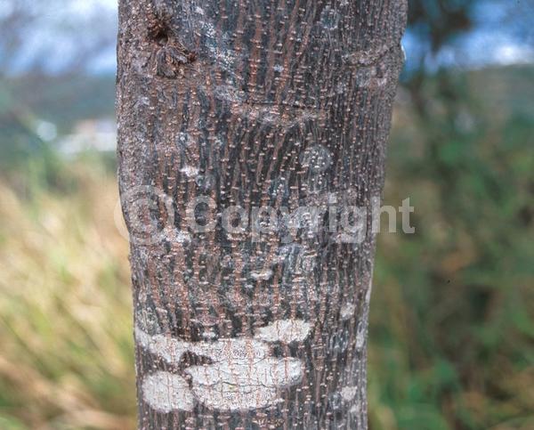 Green blooms; Evergreen; Semi-evergreen